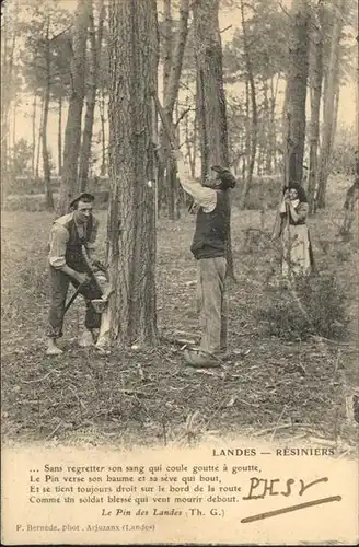 Landes Resiniers Harz Entfernung Baum x