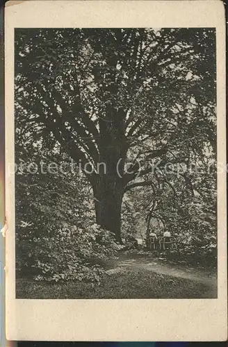 Druebeck Klosterhof Alte Linde Kat. Druebeck