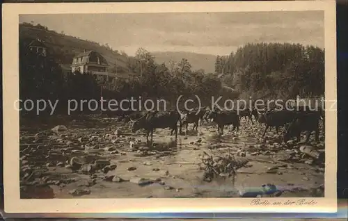 Blankenburg Harz Partie an der Bode mit Kuhherde Kat. Blankenburg