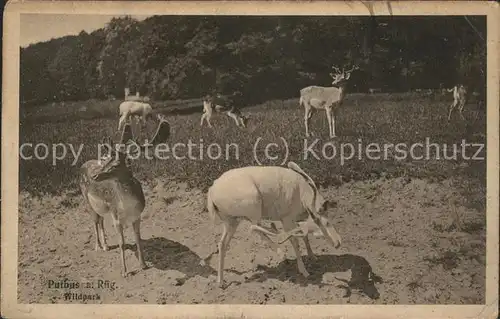 Hirsch Putbus Ruegen Wildpark Kat. Tiere