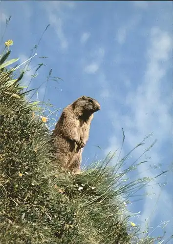 Tiere Murmeltier marmotta marmot Kat. Tiere