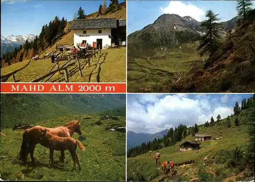 Mahd Fuerstenzell Alm Pferde Kat. Fuerstenzell