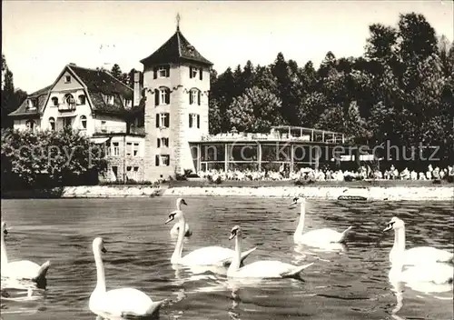 ueberlingen Bodensee Partie am Kurgarten mit Schwaenen Kat. ueberlingen