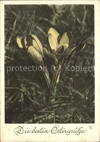 Koblenz Rhein Krokus Ostern Kat. Koblenz