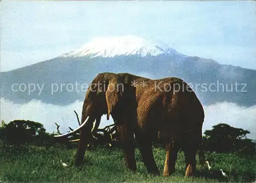 Elefant Kilimanjaro  Kat. Tiere