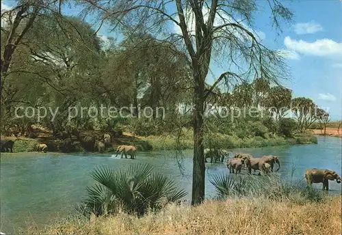 Elefant Afrika  Kat. Tiere