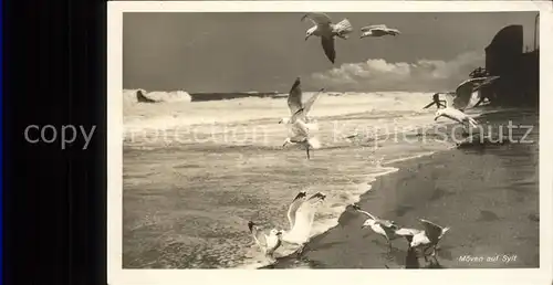 Sylt Moewen am Strand Kat. Sylt Ost