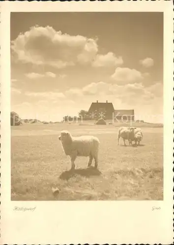 Schafe Hallig Hooge Halligwarf  Kat. Tiere