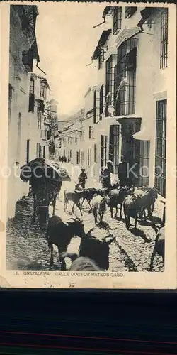 Spanien Strasse mit Kuhherde Kat. Spanien