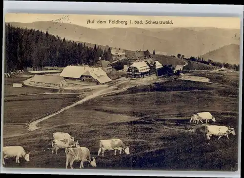 Feldberg Schwarzwald Feldberg Schwarzwald  x / Feldberg (Schwarzwald) /Breisgau-Hochschwarzwald LKR