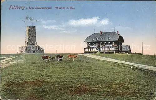 Feldberg Schwarzwald Feldbergturm Berggasthaus Kuehe Kat. Feldberg (Schwarzwald)