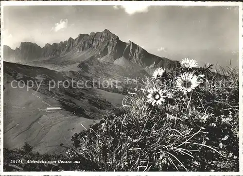 Sargans Alvierkette vom Gonzen aus Appenzeller Alpen Alpenblumen Kat. Sargans