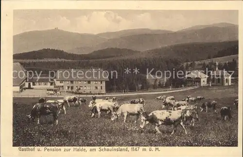 Schauinsland Gasthaus Pension zur Halde Kuehe / Oberried /Breisgau-Hochschwarzwald LKR