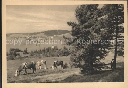 Schoenwald Schwarzwald Panorama Viehweide Kuehe Kat. Schoenwald im Schwarzwald