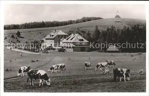 Waldkirch Breisgau Kandel Haus Kuehe Kat. Waldkirch