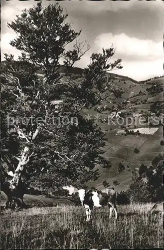 Wieden Schwarzwald Berghof Wiedener Eck Kuh Kat. Wieden