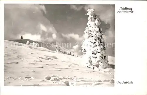 Feldberg Schwarzwald Partie am Seebuck Kat. Feldberg (Schwarzwald)