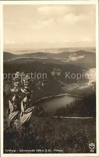 Feldberg Schwarzwald Feldsee Panorama Kat. Feldberg (Schwarzwald)