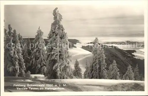 Feldberg Schwarzwald Tannen vereist am Herzogenhorn Kat. Feldberg (Schwarzwald)