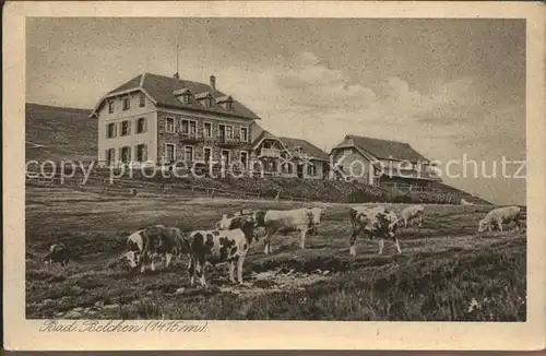 Belchen Baden Berghaus Viehweide Kuehe Kat. Neuenweg