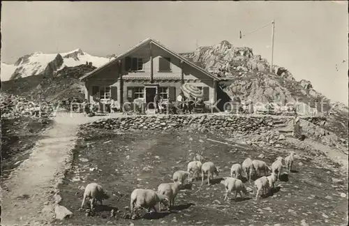 Sustenpass Restaurant Susten Passhoehe Schafherde Kat. Susten