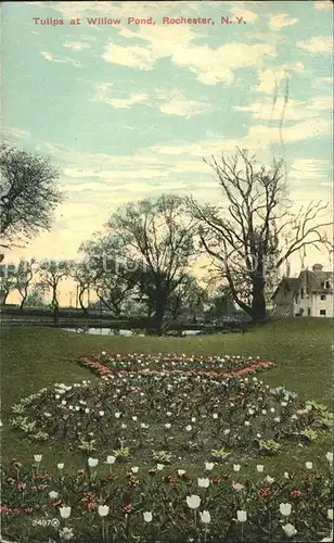 Rochester New York Tulips at Willow Pond Kat. Rochester