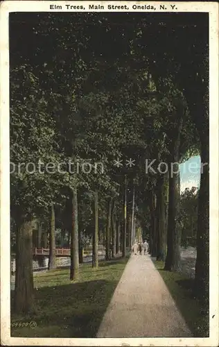 Oneida New York Elm Trees Main Street Kat. Oneida