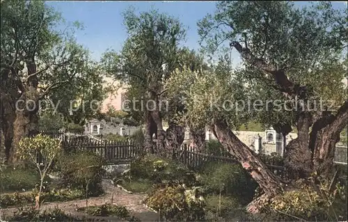 Jerusalem Yerushalayim Garten von Gethsemane Jardin de Gethsemani Kuenstlerkarte Kat. Israel