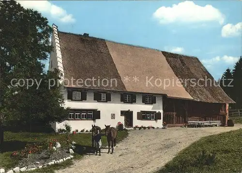 Bad Duerrheim Haenslehof Pferde Kat. Bad Duerrheim