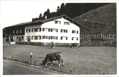 Oberstaufen Landwirtschaft Bauernhof Kuehe Kat. Oberstaufen