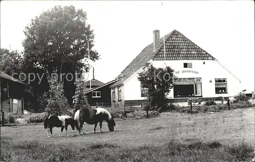 Beekbergen Kampeerboeraerij De Bosrand Pony Kat. Apeldoorn