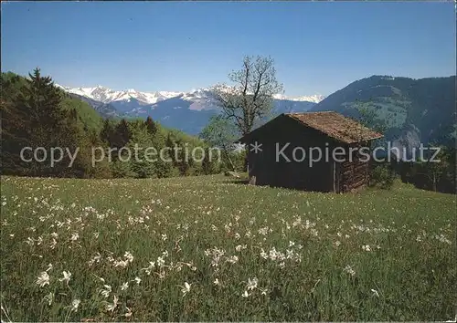 Seewis Dorf Narzissenwiese Kat. Seewis Dorf