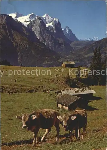 Hasliberg Gummenalp Wetterhorngruppe Rinder Kat. Meiringen