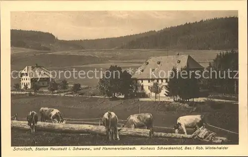 Schollach Eisenbach (Hochschwarzwald) Kurhaus Schneckenhof Kuehe Kat. Eisenbach (Hochschwarzwald)