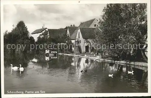 Schrozberg Partie am See Schwan Kat. Schrozberg