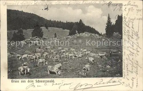 Feldberg Schwarzwald Viehweide Kat. Feldberg (Schwarzwald)