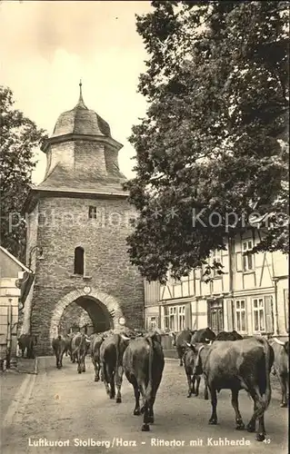 Stolberg Harz Rittertor mit Kuhherde Luftkurort Kat. Stolberg Harz