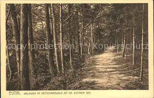 Eutin Waldweg Seeschaarwald Eutiner See Kat. Eutin