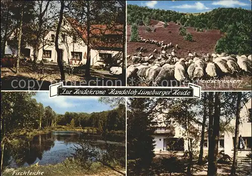 Handeloh Hotel Pension Zur Heidekrone Heidschnucken Kat. Handeloh