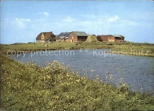 Ockeluetzwarft Hallig Schulwaft Kat. Hooge