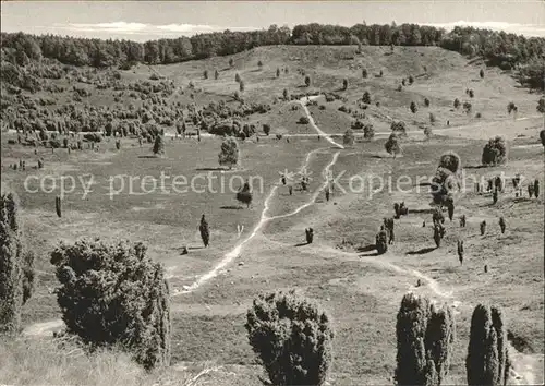 Wilsede Lueneburger Heide Totengrund / Bispingen /Soltau-Fallingbostel LKR