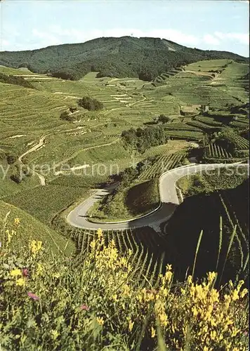 Oberbergen Vogtsburg Terrassenlandschaft mit Blick gegen Totenkopf Kat. Vogtsburg im Kaiserstuhl