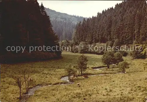 Willingen Sauerland Kuehe Kat. Willingen (Upland)