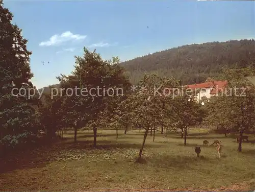 Beringhausen Marsberg Reh Kat. Marsberg