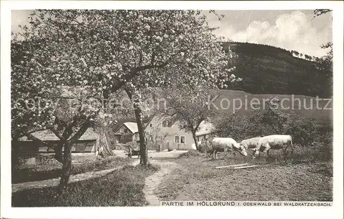 Waldkatzenbach Partie am Hoellgrund Kat. Waldbrunn