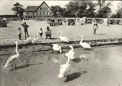 Boltenhagen Ostseebad Strand Schwaene Kat. Ostseebad Boltenhagen