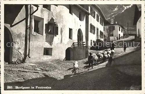 Pontresina Dorfgasse Schafe Kat. Pontresina