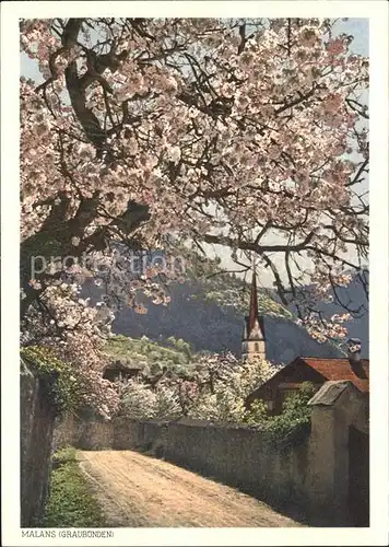 Malans GR Dorfweg Baumbluete Heimatbilder Kat. Malans