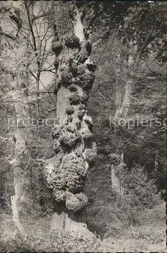 Varel Jadebusen Wald Kat. Varel