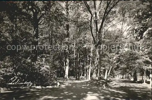 Varel Jadebusen Wald Kat. Varel